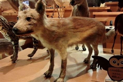 2d serigala  Menurut wikipedia binatang atau hewan merupakan kelompok organisme yang diklasifikasikan dalam kerajaan metazoa atau animalia adalah salah satu organisme yang hidup dibumi